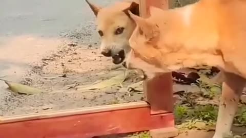 Funny animal video