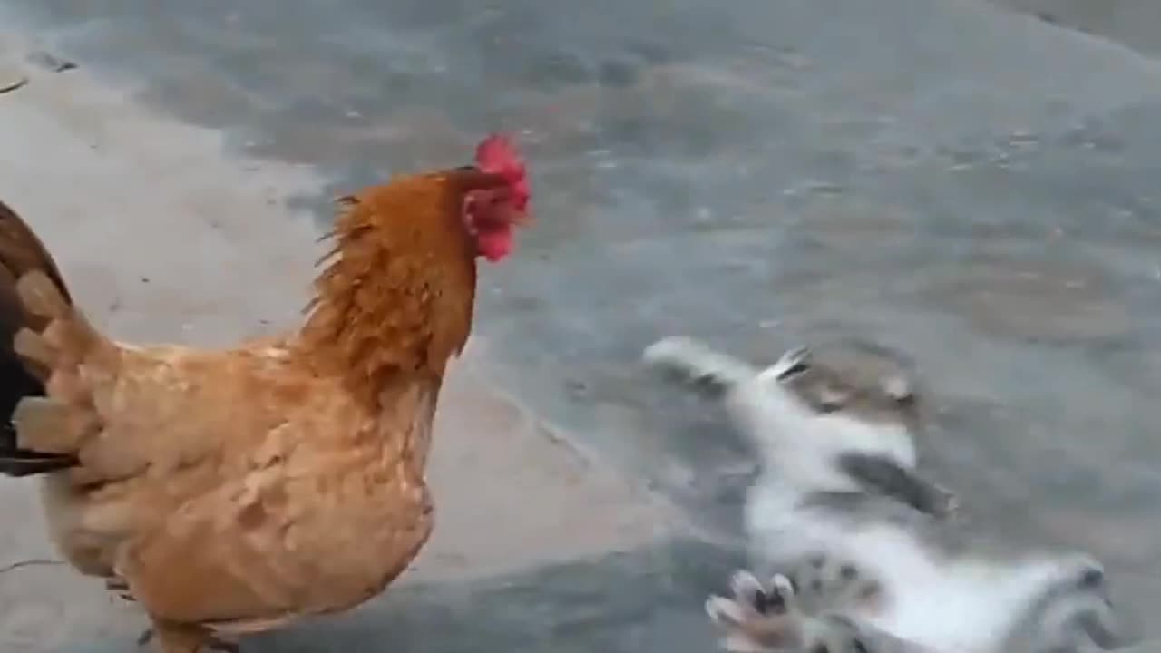 Chicken VS Dog & Cat Fights - Funny Fights Video