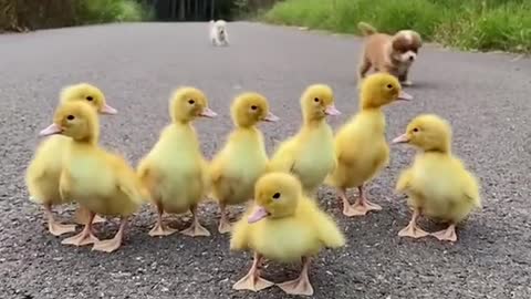 Video dog