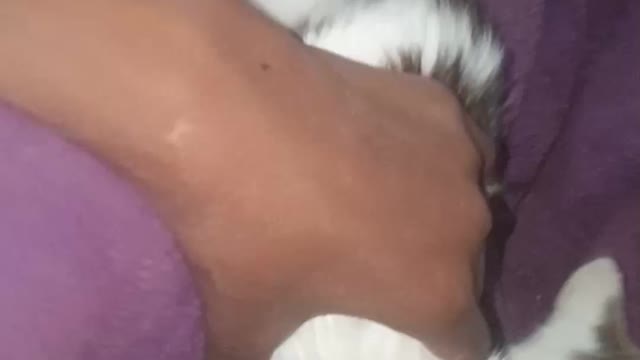 Cute Cats - Cat and Funny Cat Videos Compilation #animals #cat #shorts