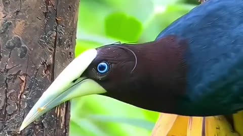 Most beautiful bird eating 🍌🍌