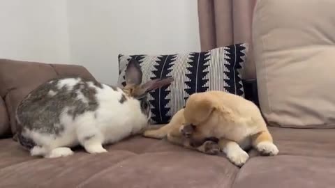 Puppy Meets Giant Rabbit for the First Time