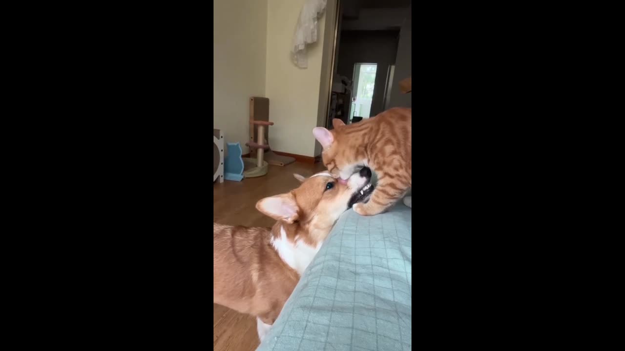 love & funny moments for cat video