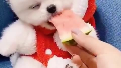 cute puppy video #shorts