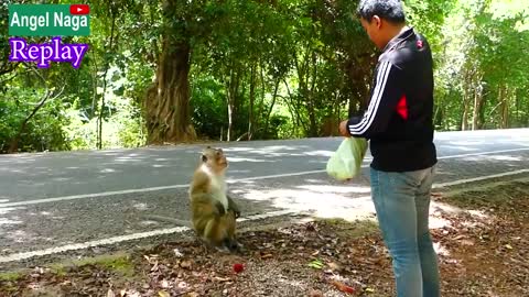 dog and monkey funny video dog and monkey funny prank//fake gorilla prank