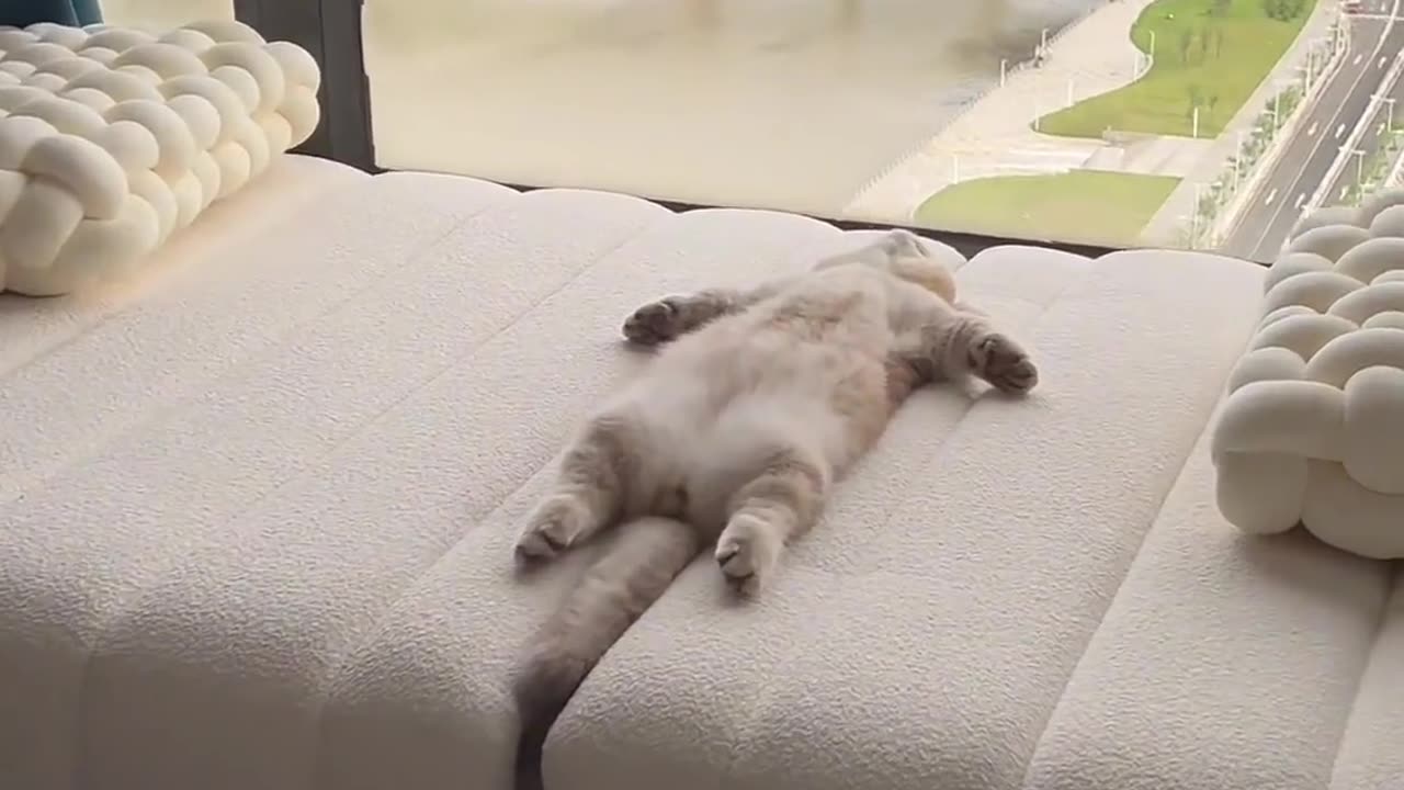 Funny cat video | animal video | funny video | cat video