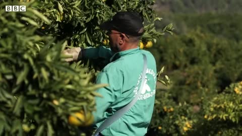 Restaurants and supermarkets face fines for food waste in Spain – BBC News