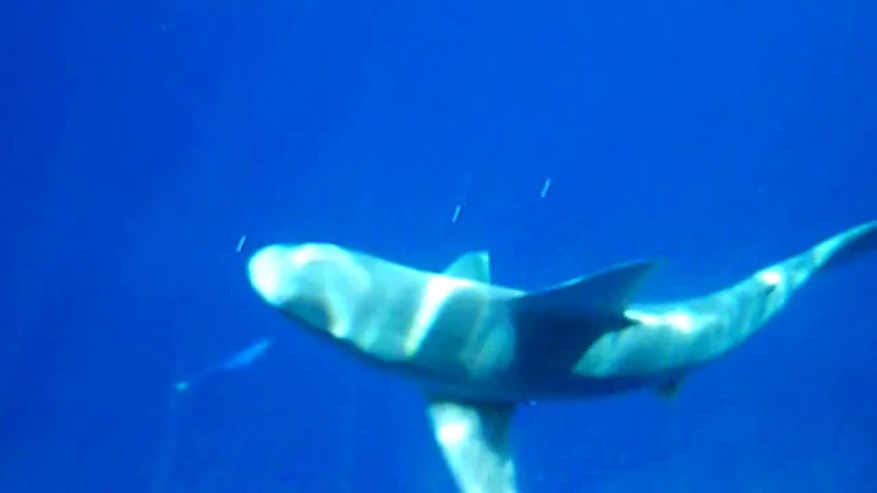 Shark cage in Hawaii