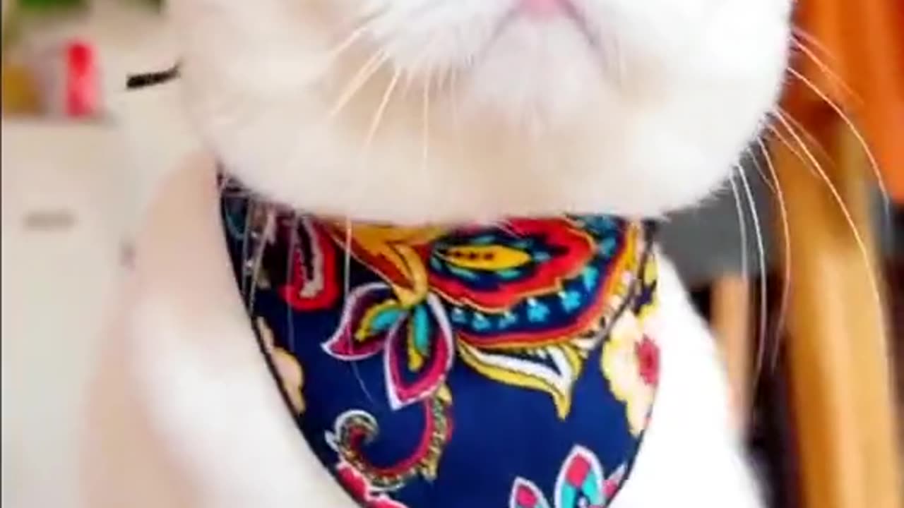 "Cat Strut: Unleashing the Awesome Walking Style of My Extraordinary Feline"
