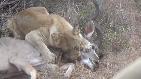 Lion attack deer