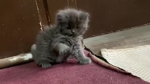 Beautiful kittens😍