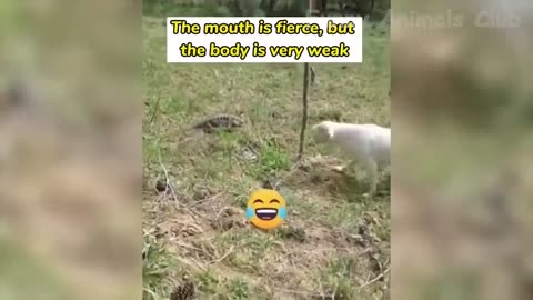 funny animal video