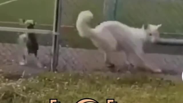 Funny Animal Videos 2022 😂 - Funniest Cats And Dogs Videos 😺😍 #41