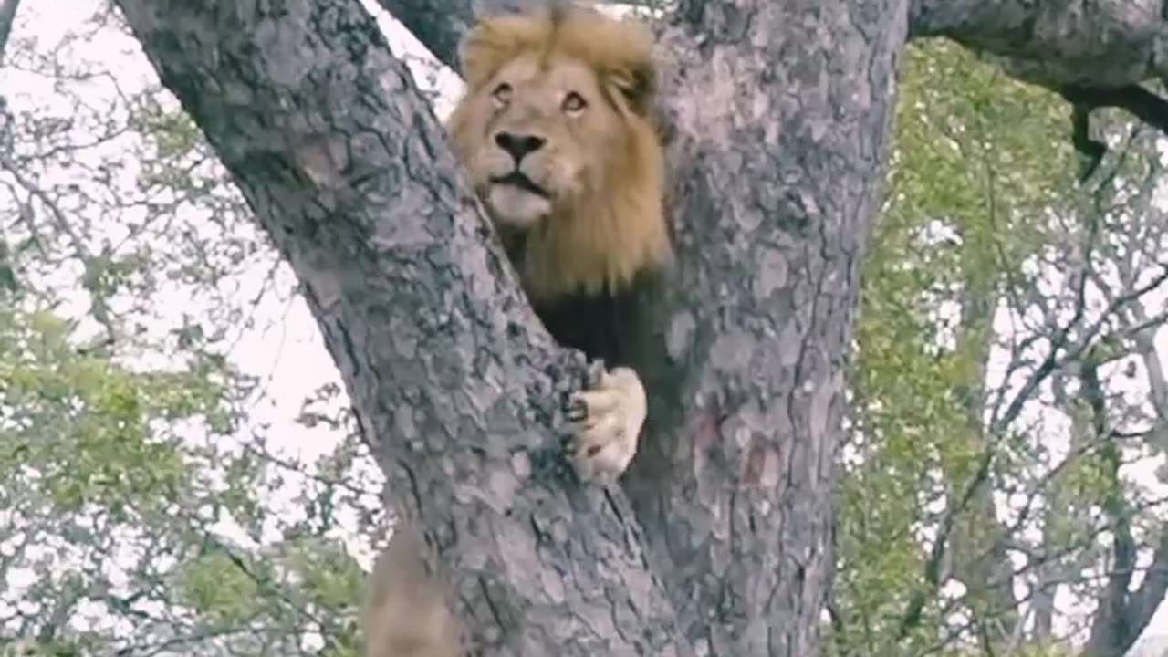 "The Majestic Tree-Climbing Lion: A Feat of Strength and Agility"