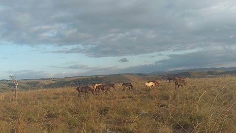 horse and savanna