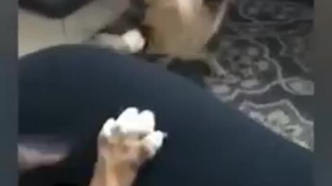 cute animals - funny animal videos - funny animals life - funny animals club