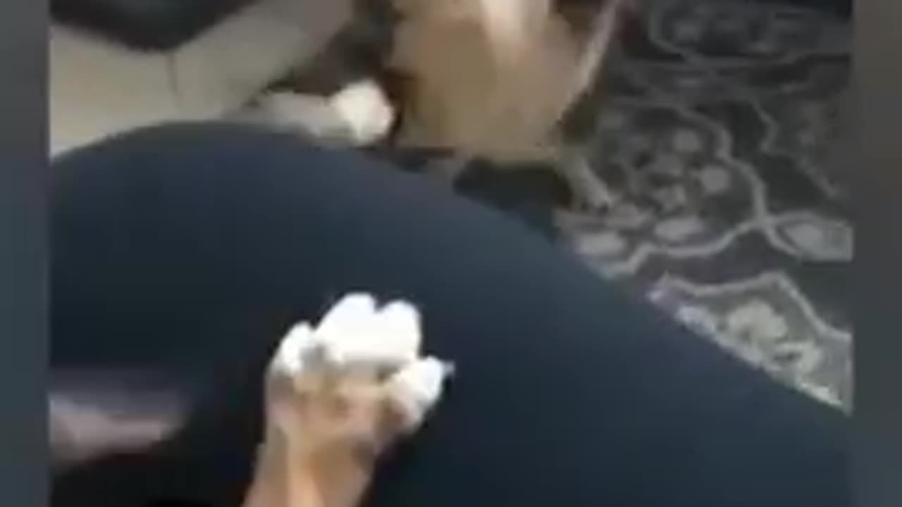 cute animals - funny animal videos - funny animals life - funny animals club