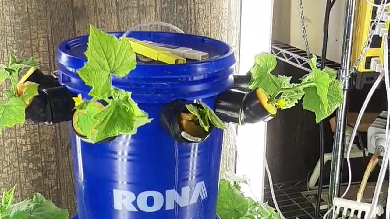 Just e 04 2023 tower grow bucket 🪣 / tour avec ciseau Kratky hydroponic update