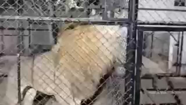 lion growl