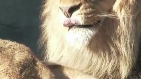 Cute Lion Dad Playing With His Cubs!