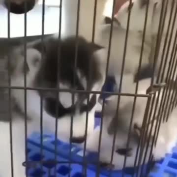 A beautiful husky puppy trying to get out of the cage while watching his mom and siblings, so funny