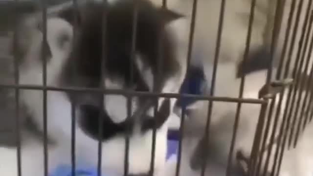 A beautiful husky puppy trying to get out of the cage while watching his mom and siblings, so funny