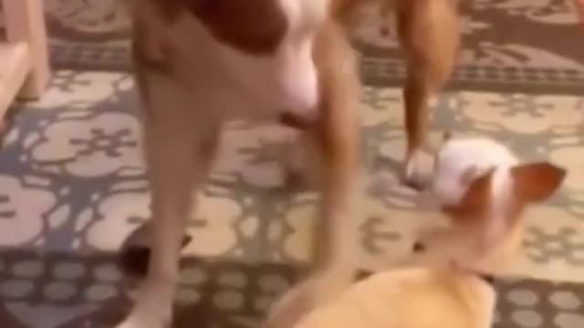 Funny cats and kittens meowing compilations