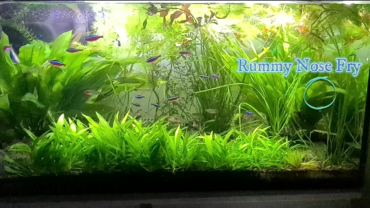 Tetra Breeding Aquarium (Natural Breeding no nets mops) just perfect conditions