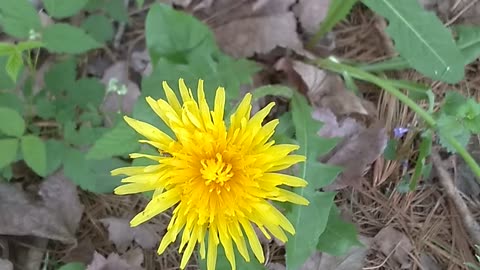 Dandelion