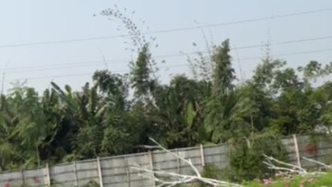 Bangladeshi nature view 🗿