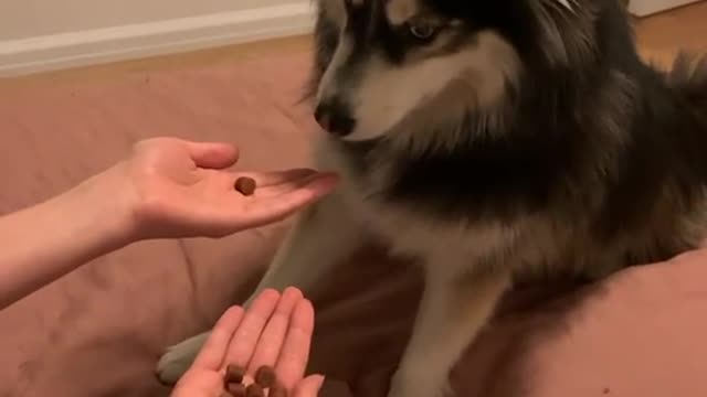 Hahaha Very smart dog, his reaction made me laugh🤣