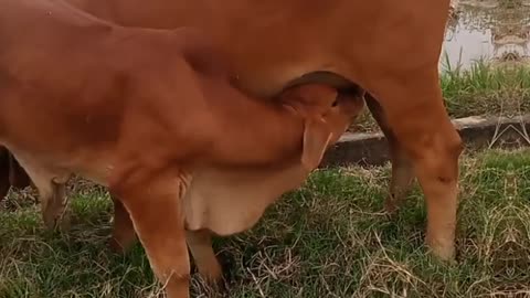 baby cow