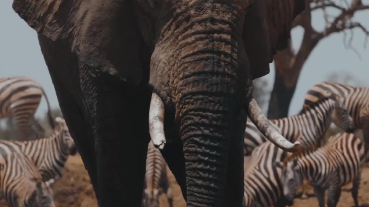 Nature videos