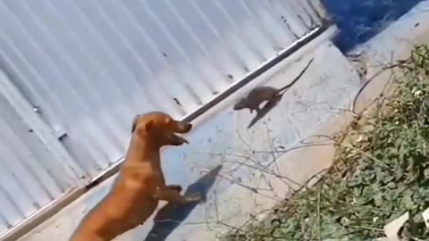 Don't mess with rat