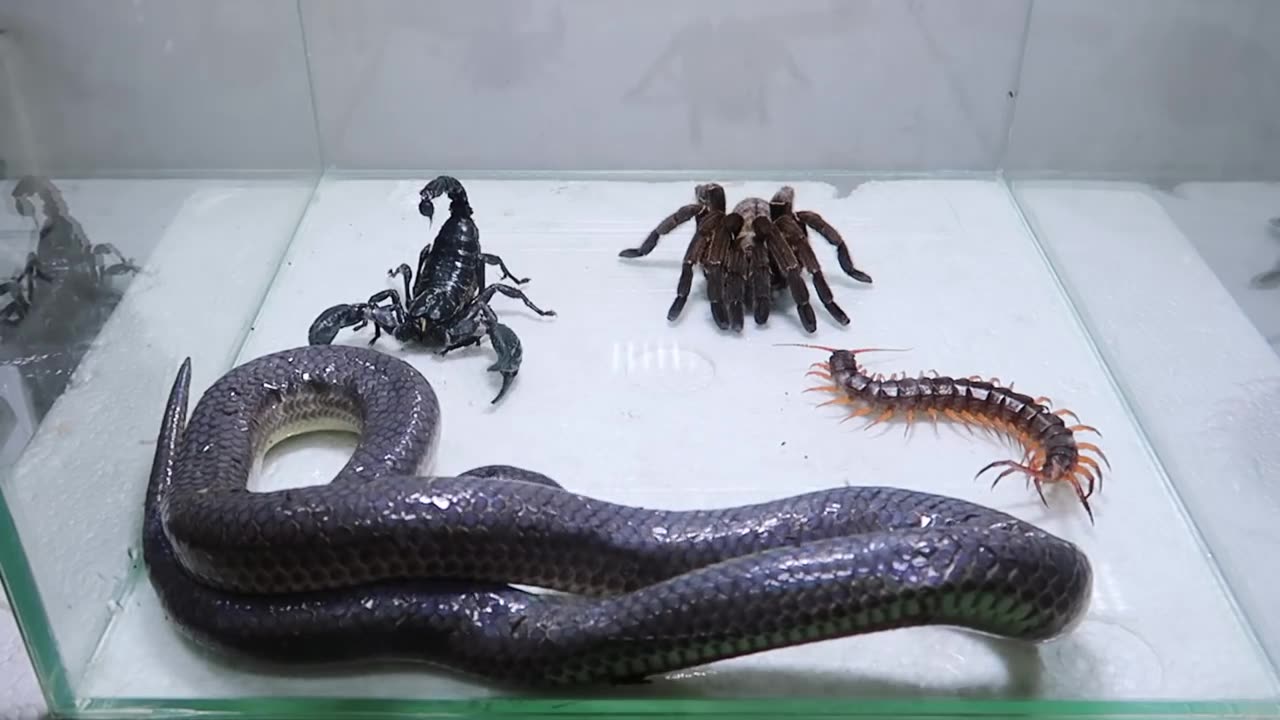 Poison Snake Scorpion Tarantula Centipede