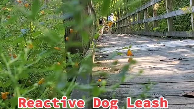 Dog🐕 leash management training