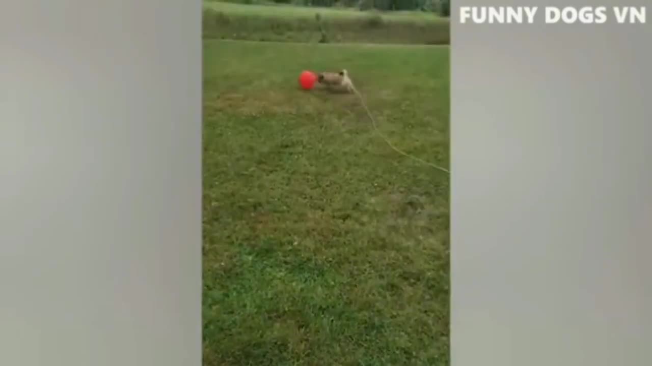 Funny dogs and cats video | Best funny animals video
