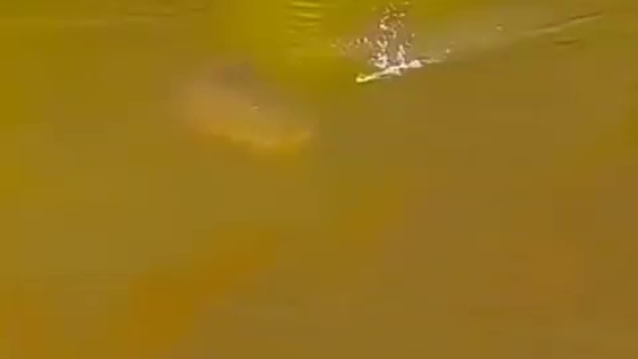 Monster fish hunt