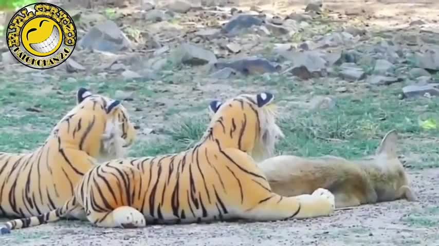 FAKE TIGER PRANK