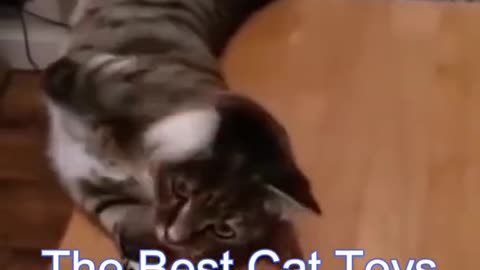 Best Funny Cat Videos | Funniest Cats