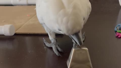 Excited Cockatoo Rings Bell