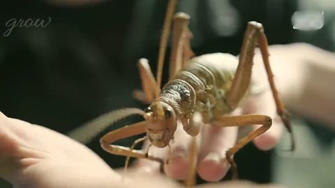 See the Giant Weta Ponga.