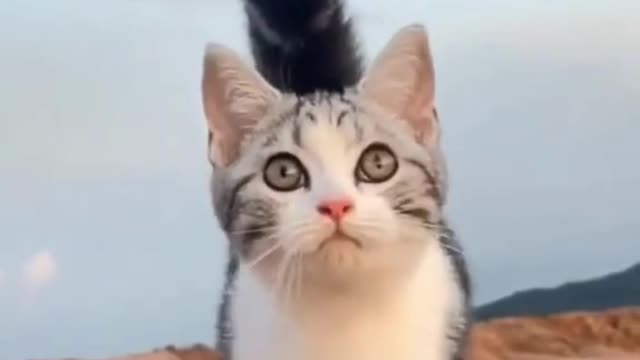 My Cute Pet