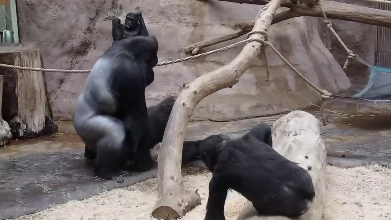 See How Gorillas having sex in zoo