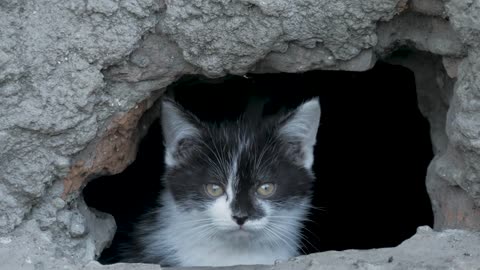 Kitten sitting outdoors street