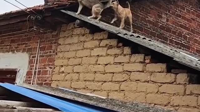 🤣🤣#doglover #pet #funny #dog #cute #hàihước #xuhuong #fyp