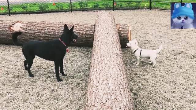 Cute dogs chasing each other in h happy mode