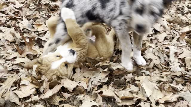Puppies Playing in Leaves
