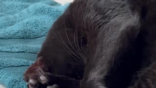 Adopting a Cat from a Shelter Vlog - Cute Precious Piper Folds Herself Up #shorts