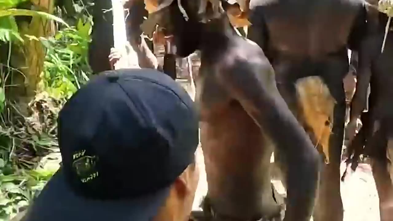 Jungle